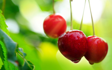 Macro shot on big red cherries. Nature background.