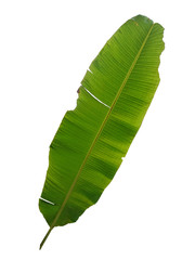 Green banana leaf with isolated white background.Foliage natural isolated