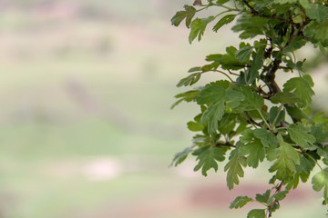 Fototapeta na wymiar Green tree branches in the summer, Iran, Gilan