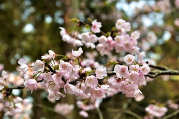 Fototapeta premium 桜
