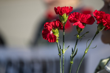 Bouquet of red carnations in man hand at Victory Day celebrations; focus on flower