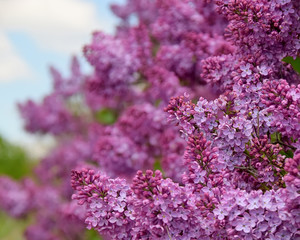 Obraz premium Closeup blooming lilac bush