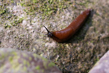Slug on a Mossy Rock