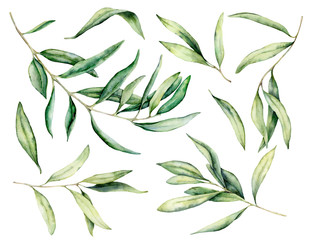 Watercolor olive branch and leaves set. Hand painted floral illustration isolated on white background for design, print, fabric or background.