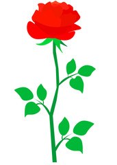 Obraz premium Red rose cartoon style on white background