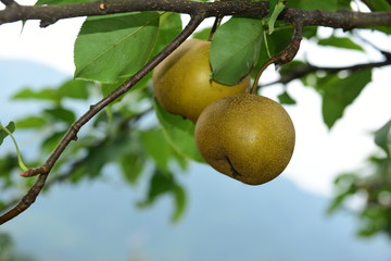 Pear tree is full of fruit