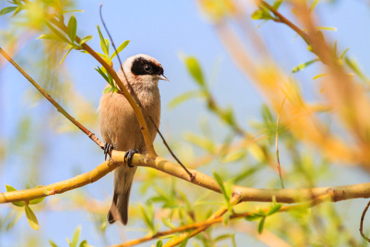 Eurasian penduline tit sitting on a thin branch among spring greens