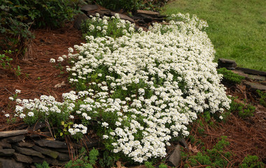 White Spring Phlox in Bloom