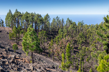 Fototapeta na wymiar Wood pile at El Paso Del Pilar mountain at La Palma. Canary Islands. Spain