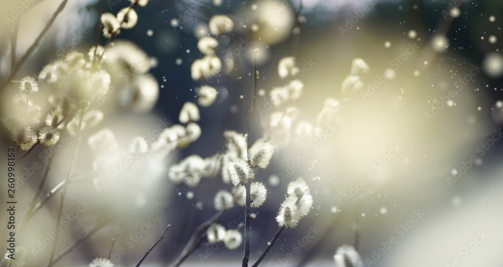 Poster Flowering willow branches glow in sunlight outdoors in spring on dark background close-up macro. Atmospheric artistic image with beautiful bokeh.