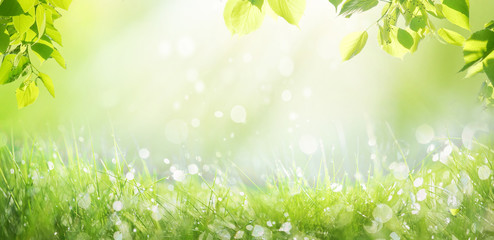 Spring summer background with a frame of grass and leaves on nature. Juicy lush green grass on meadow with drops of water dew sparkle in morning light outdoors close-up, copy space, wide format. - obrazy, fototapety, plakaty