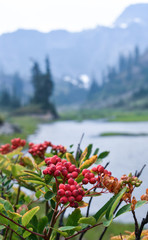 Fototapeta premium Red Berries on a Mountain