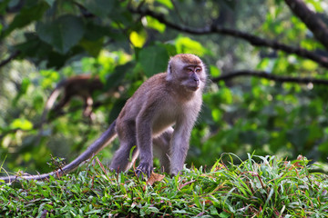monkey, Sumatra, Indonesia