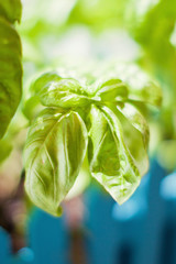 Fresh basil leaves in garden