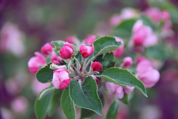 Closeup of blooming tree in the setting sun