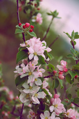 Closeup of blooming tree in the setting sun