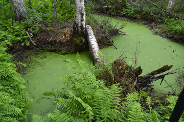 Swampy birch forest and green pond water with duckweeds
