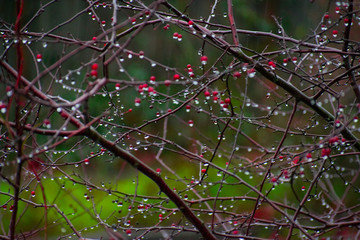 Nature in the Pacific Northwest
