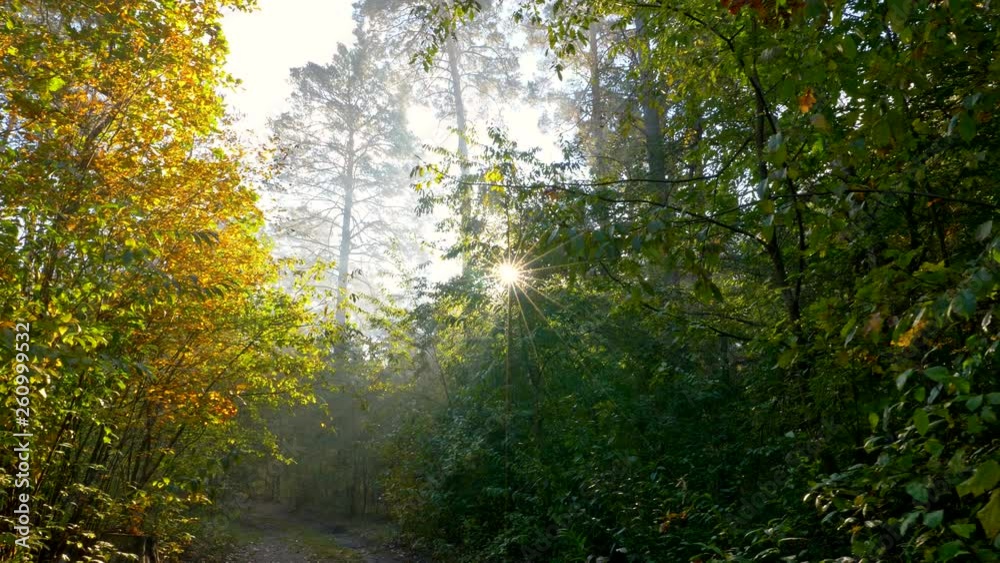 Poster pleasant walk in a beautiful green forest while warm rays of setting sun penetrating trees branches.