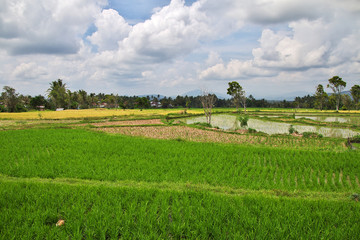 Fototapeta na wymiar rice field, Sumatra, Indonesia