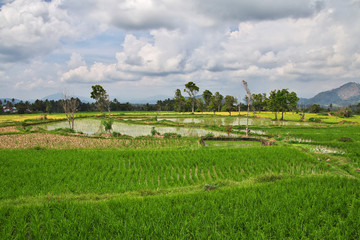 Fototapeta na wymiar rice field, Sumatra, Indonesia
