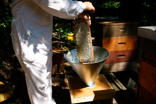 Production of artificial honeybee swarms
