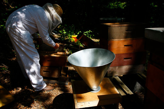 Production of artificial honeybee swarms