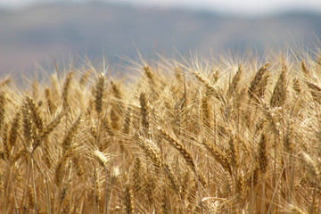 Garínoain, Navarra, España