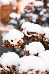Snowfall in the Garden
