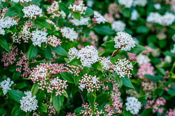 Nature in the Pacific Northwest