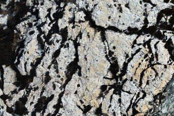 Nature in the Pacific Northwest