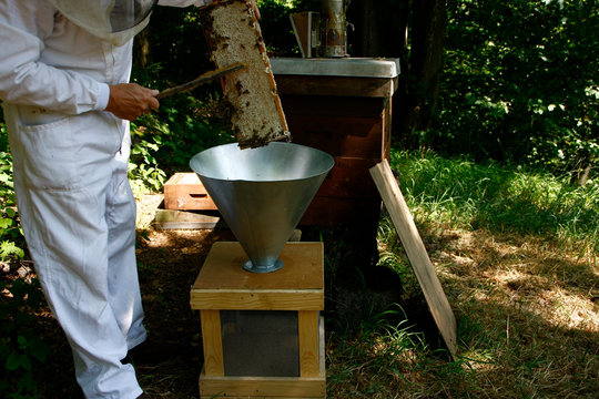 Production of artificial honeybee swarms