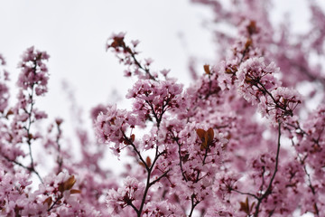 Almendro rosa en flor.