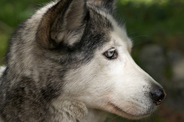 husky dog
