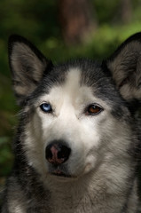 husky dog