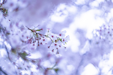 桜