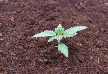 Cannabis plant in the soil.