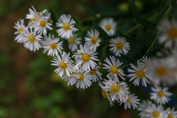 White daisy flower field, high angle