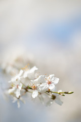 Soft Background of innocent white cherry blossoms, selective focus