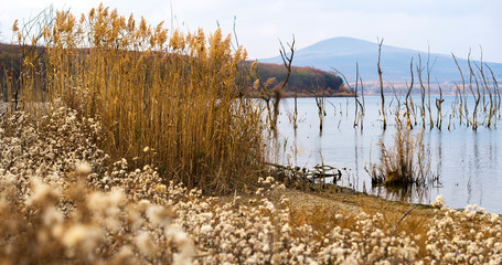 reeds in lake
