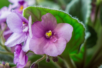 close up shot of dew drop on violet petal