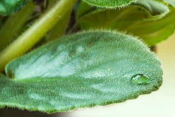 close up shot of a dew drop on a leaf of violet