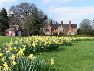 Obraz premium Daffodil beds at the Chorleywood House Estate, Hertfordshire