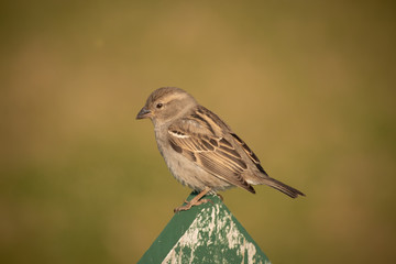 sparrow on branch