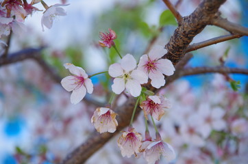 桜