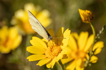 butterfly on yellow flower