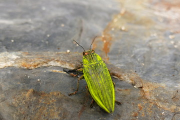 Yellow tortoise beetle on a human leg