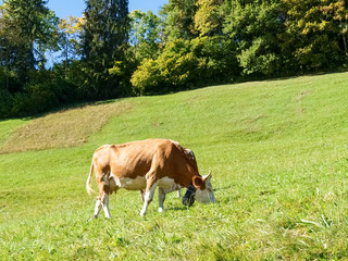Fototapeta na wymiar Cows grazing on steep mountain slopes