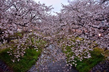 桜並木～Cherry Blossom Row.