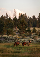 YOSEMITE NATURAL PARK